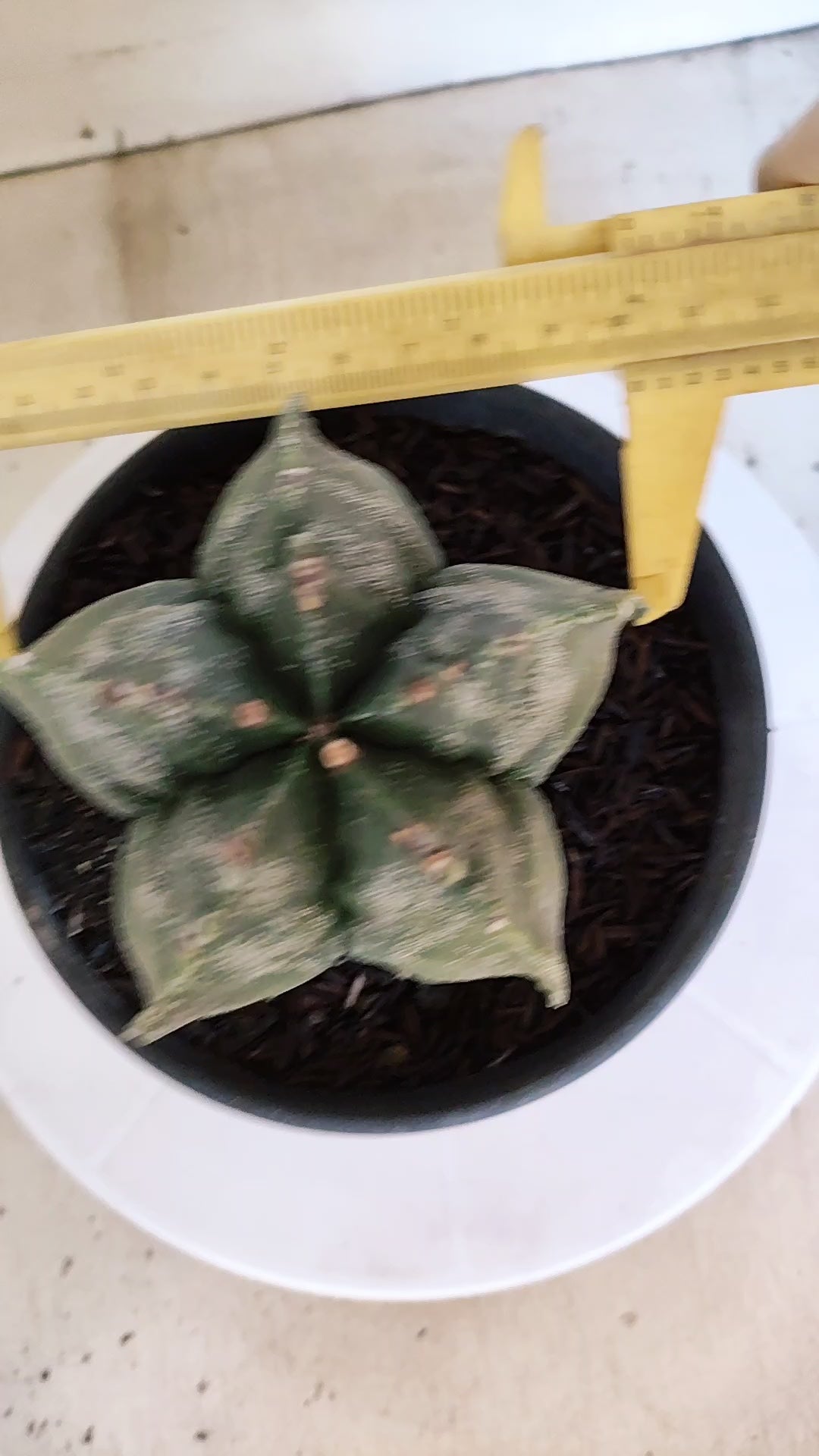 MATRIZ ASTROPHYTUM cv KIKKO  Nº 1302 – vaso 15