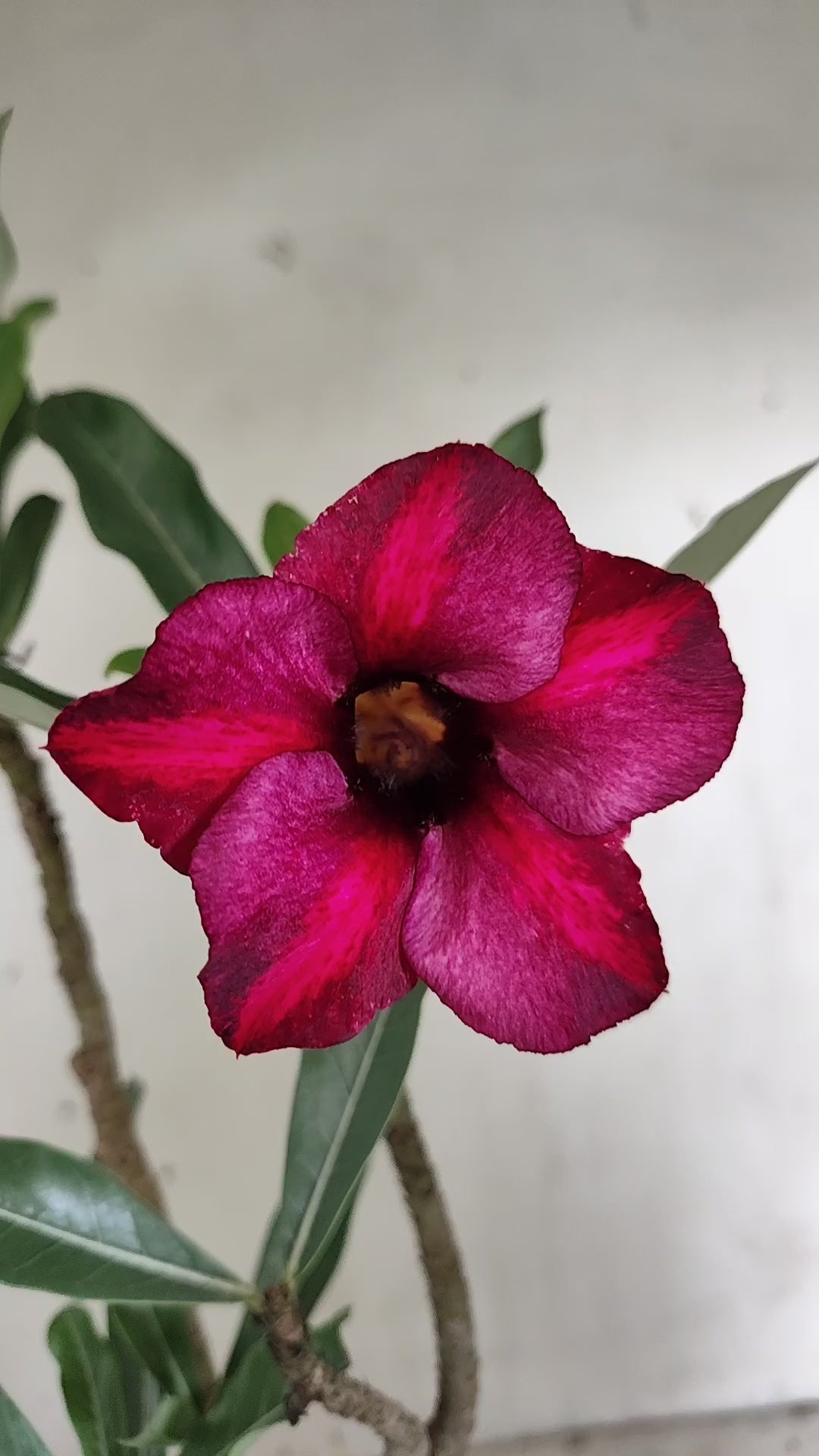 Planta Simples 3660 – 30cm – 02 anos - vaso 15