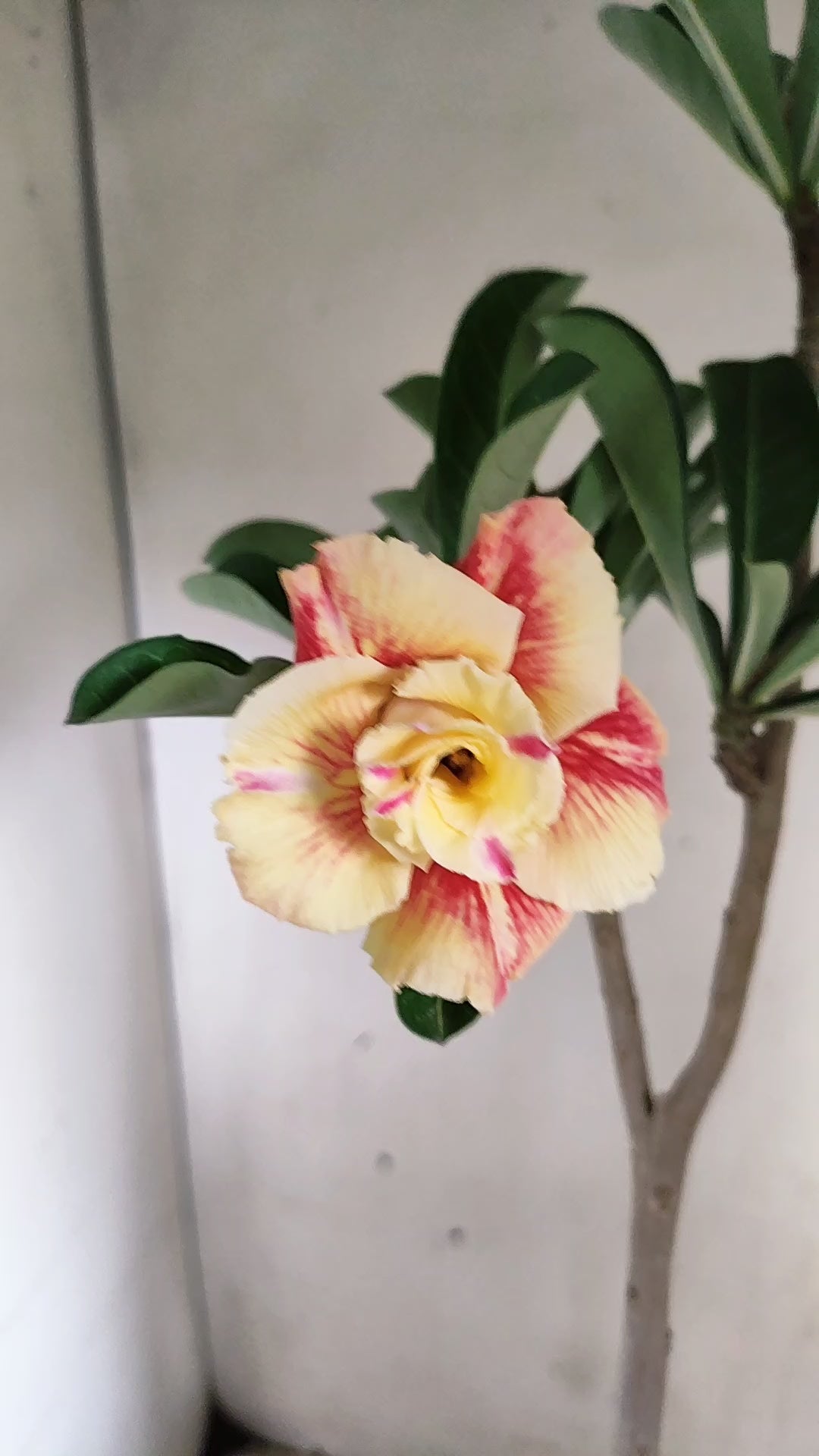 Planta Dobrada 4065 –  30cm – 02 anos - Vaso 15