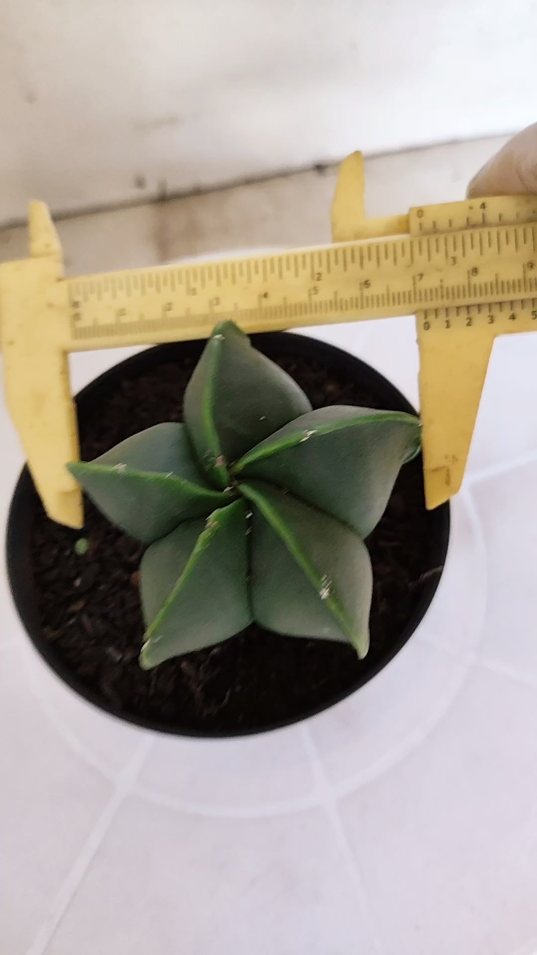 ASTROPHYTUM MYRIOSTIGMA "Nudum" Nº 1232 – vaso 11