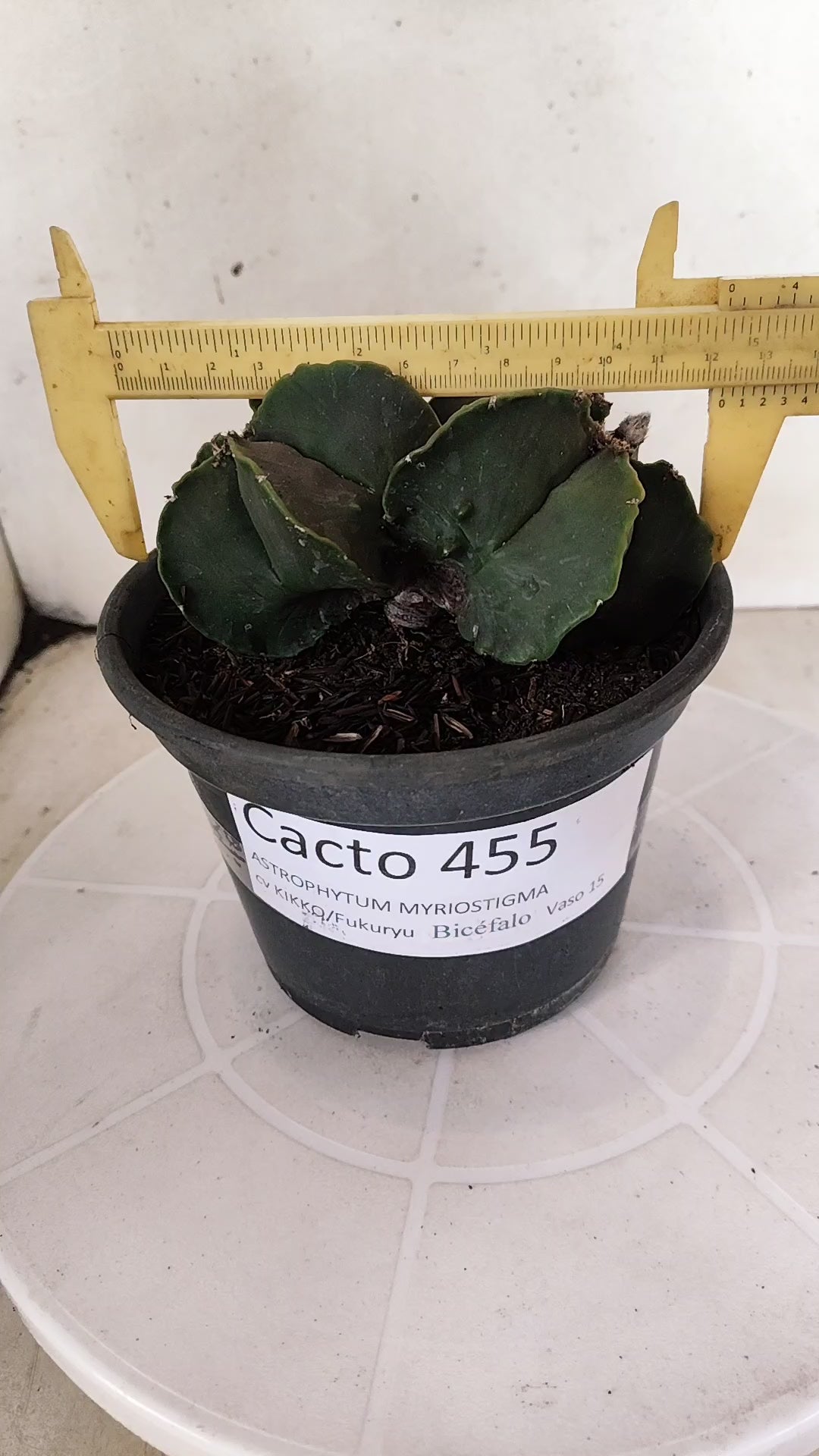 ASTROPHYTUM cv KIKKO Fukuryu "Bicéfalo" Nº 455 – vaso 15