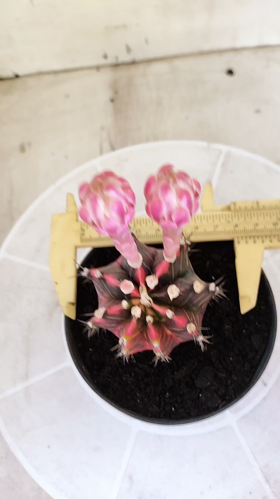 GYMNOCALYCIUM Mihanovichii Variegata Nº 1499 – vaso 11
