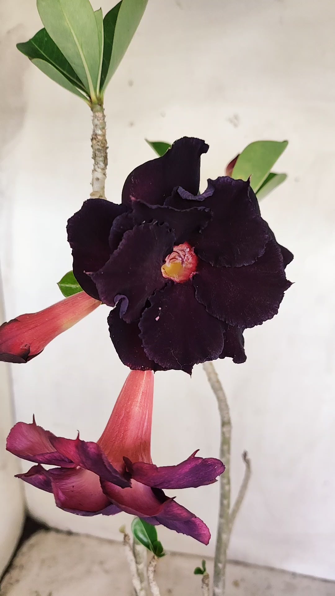 Planta Dobrada 3993 – 35cm – 03 anos