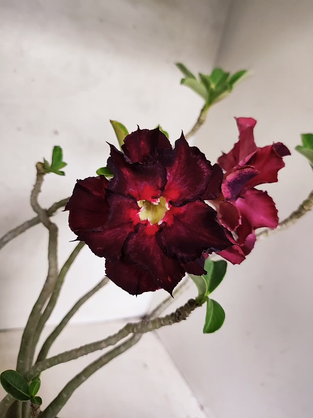 Planta Dobrada 3857 – 35cm – 03 anos