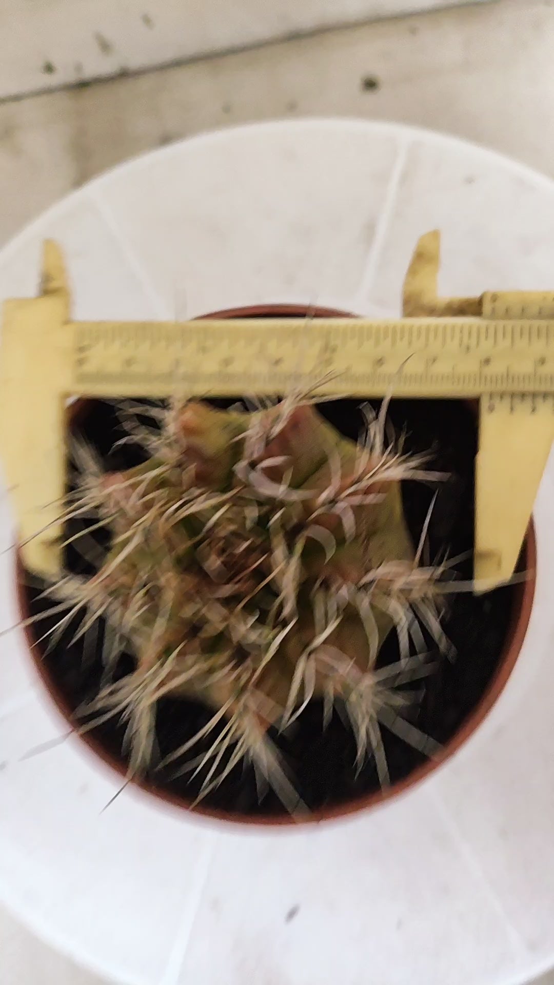 GYMNOCALYCIUM Mihanovichii Variegata Nº 1508 – vaso 11