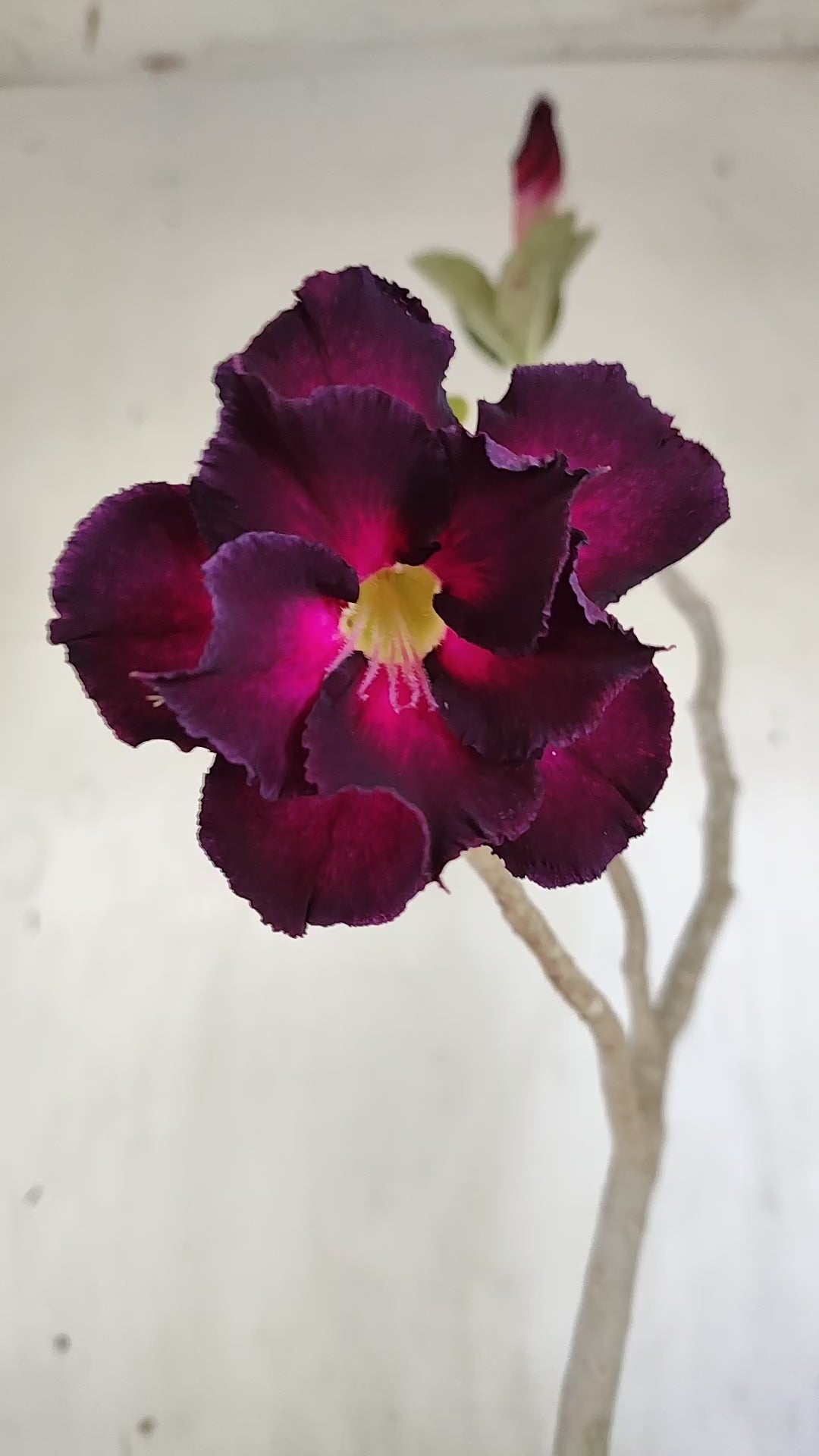 Planta Dobrada 4053 – 35cm – 03 anos - Vaso 15