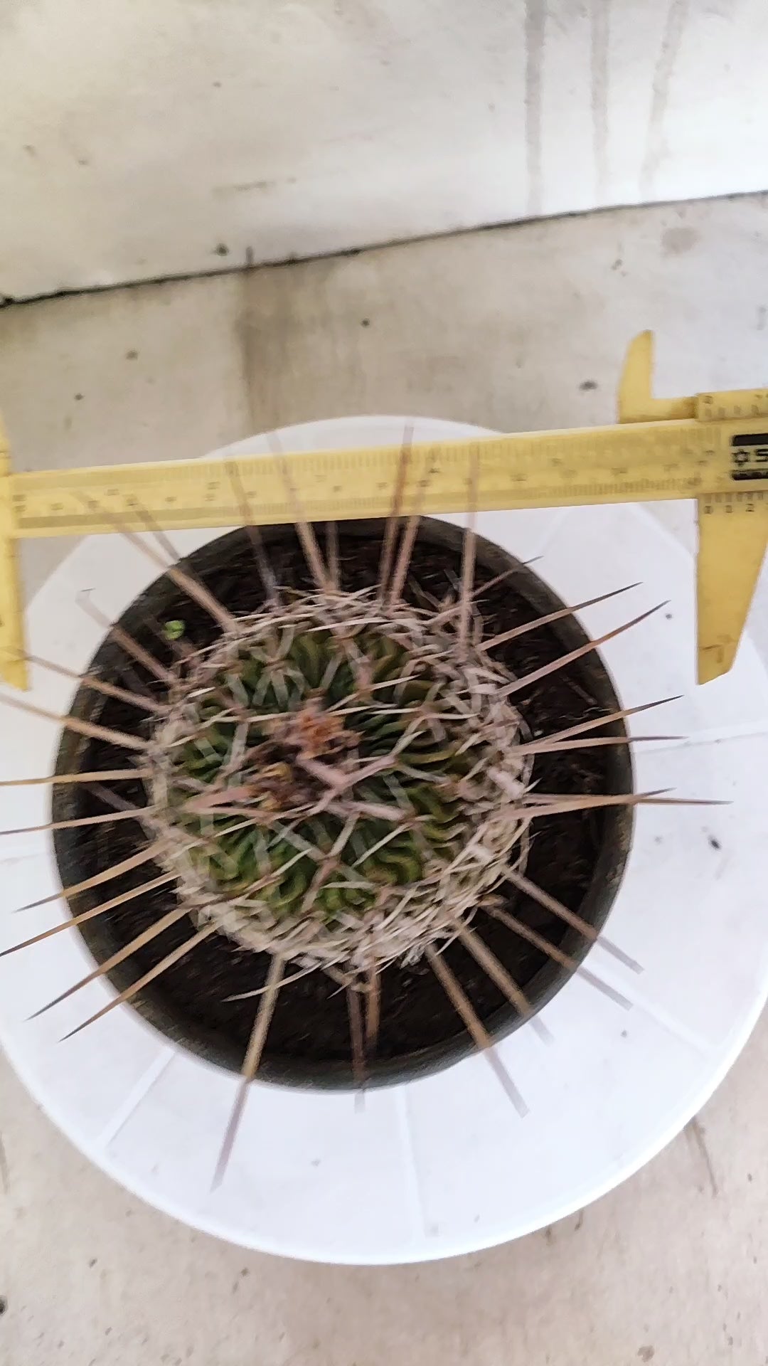 STENOCACTUS LLOYDII Nº 120 – vaso 15