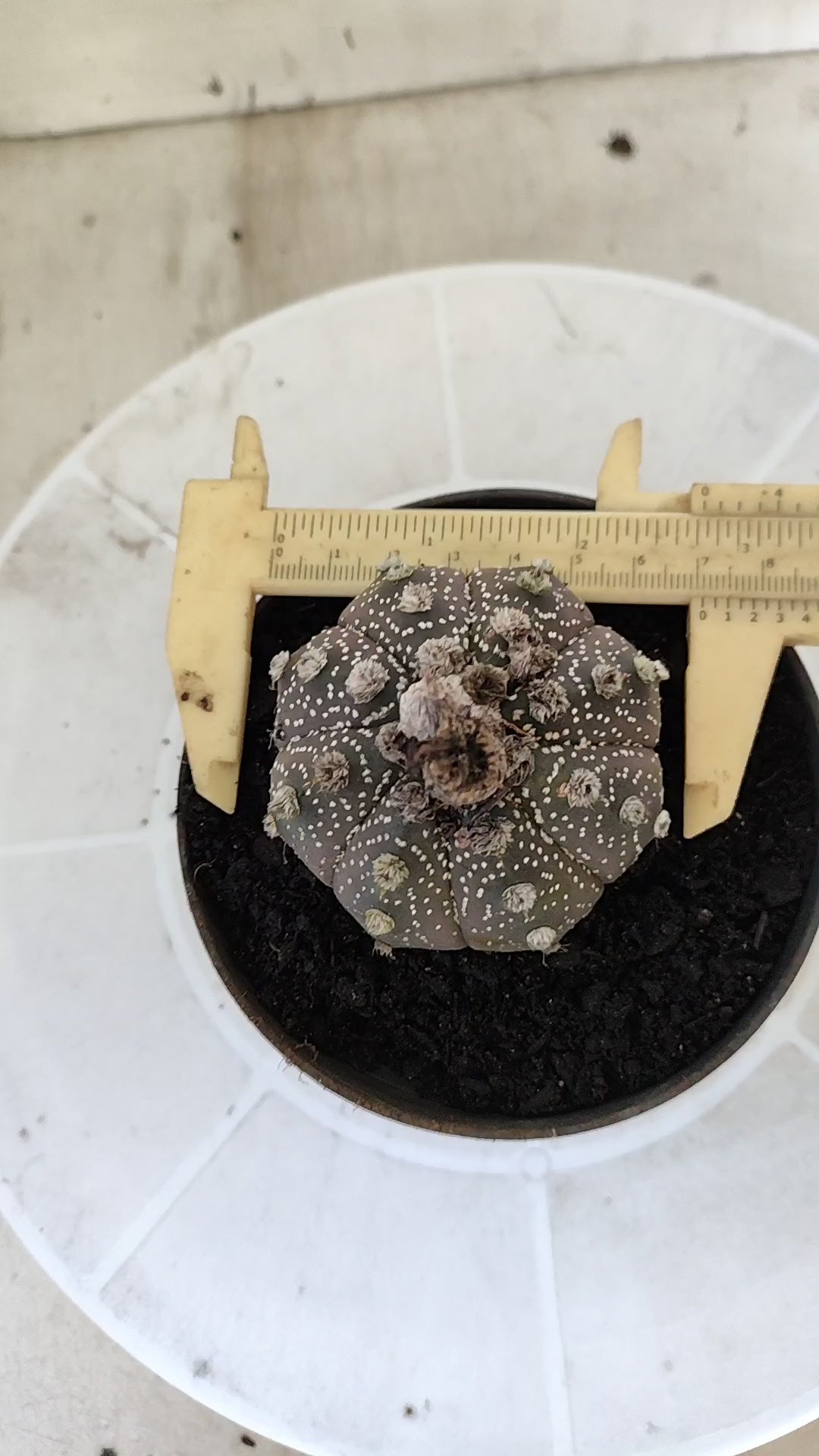 ASTROPHYTUM ASTERIAS SUPER KABUTO "Purple" Nº 1401 – vaso 11