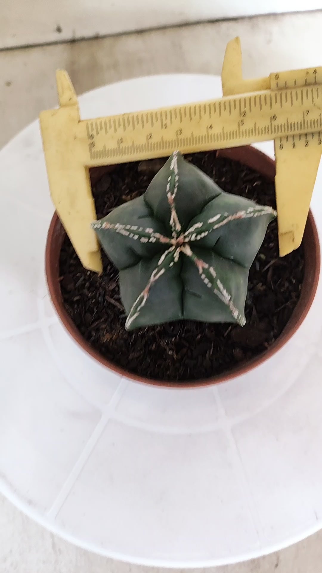 ASTROPHYTUM MYRIOSTIGMA Nº 1210 – vaso 11
