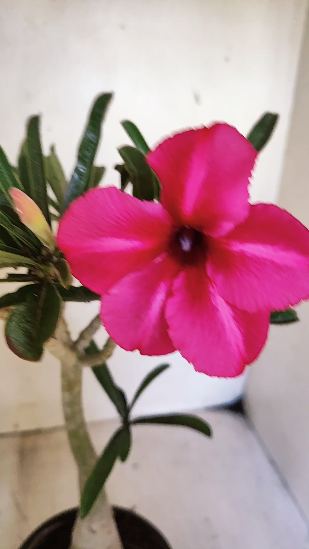Planta Simples 3545 – 30cm – 03 anos