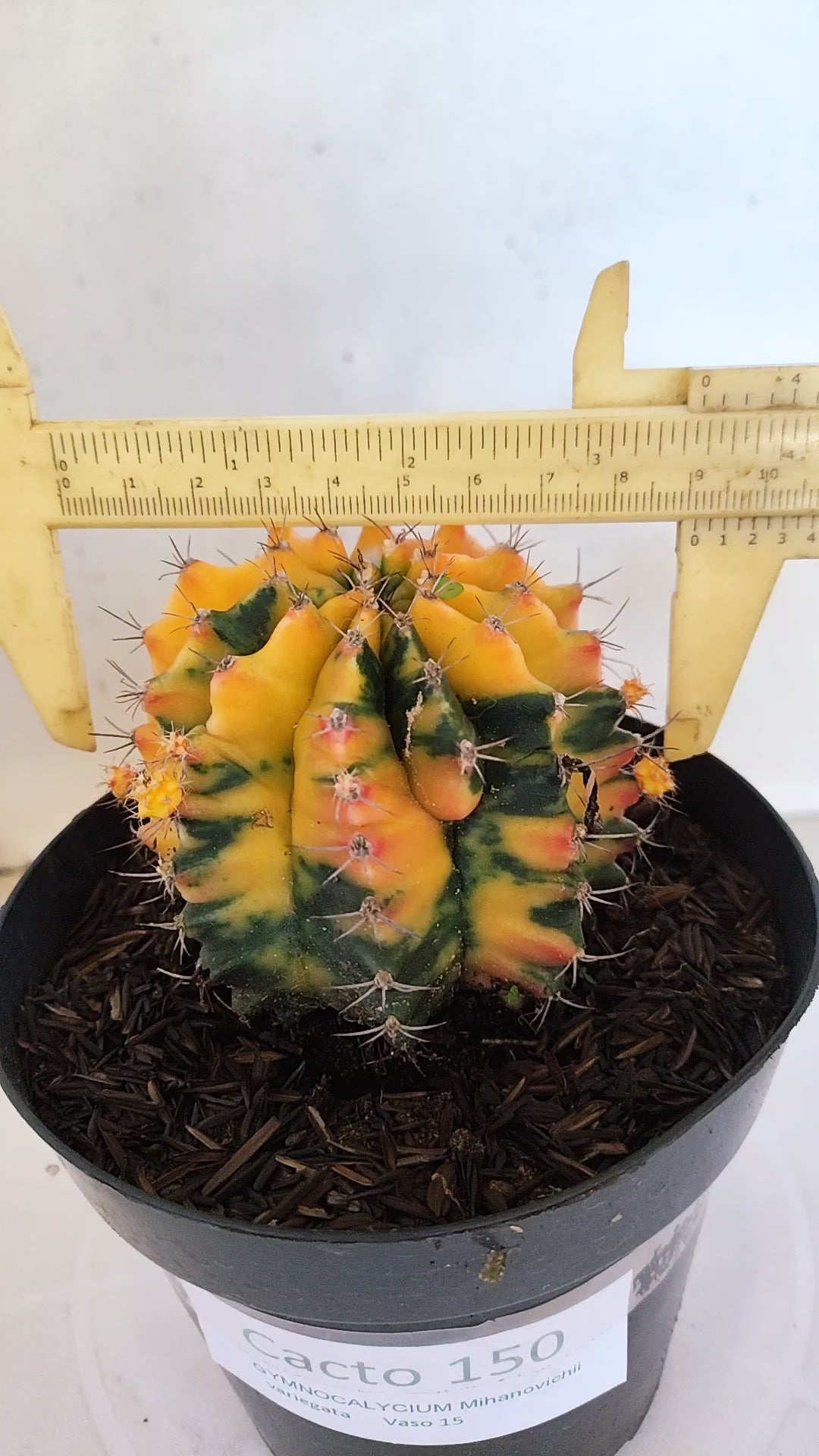 GYMNOCALYCIUM Mihanovichii "Variegata" Nº 150 – vaso 15