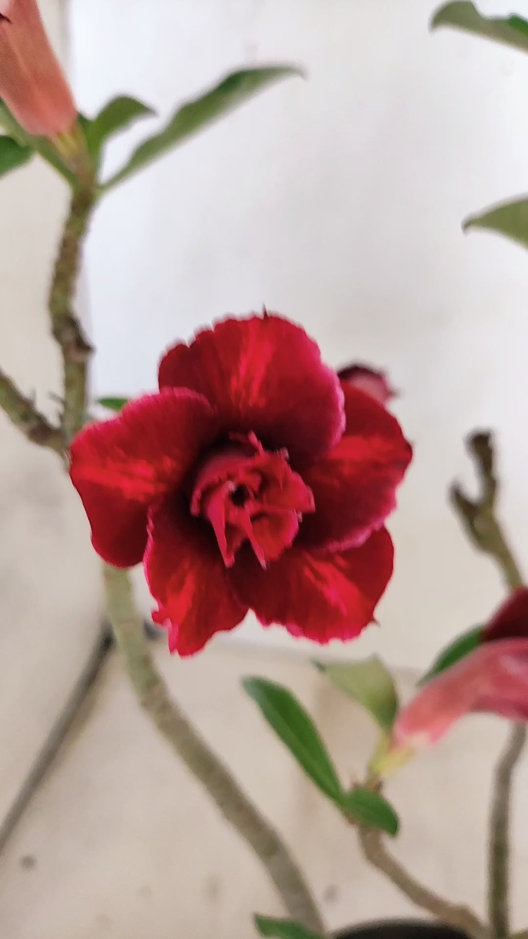 Planta Dobrada 2638 – 30cm – 02 anos