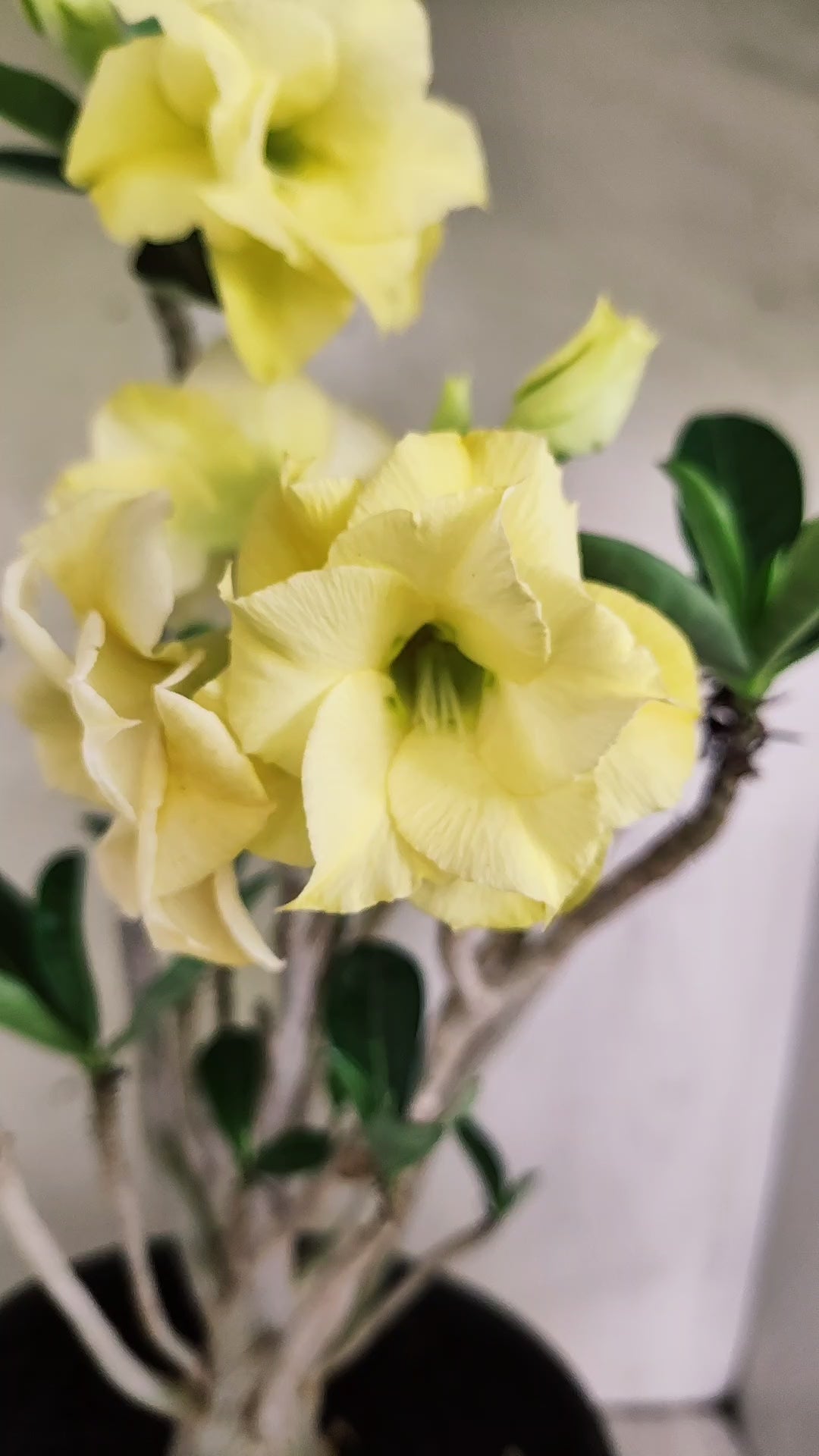 Planta Dobrada 4022 – 40cm – 03 anos - Vaso 20