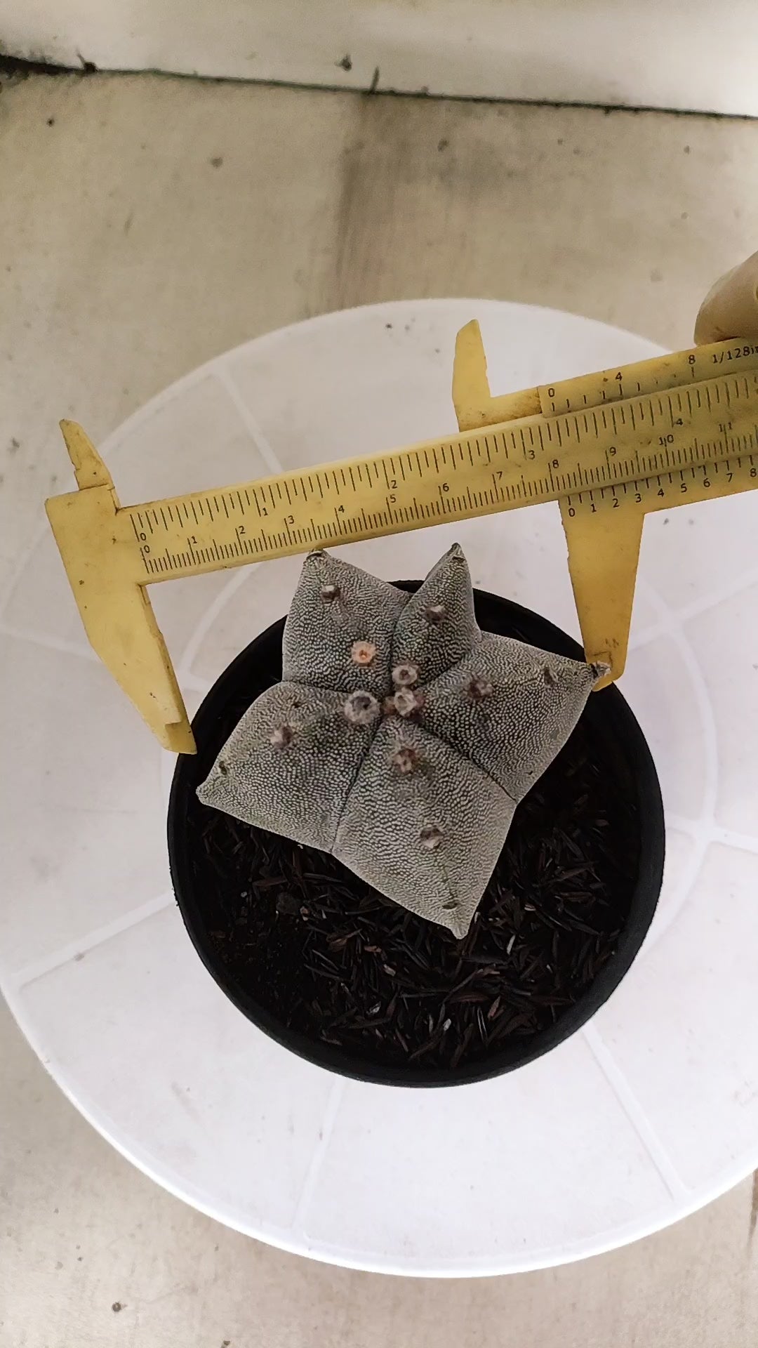 ASTROPHYTUM MYRIOSTIGMA  Nº 1175 – vaso 11