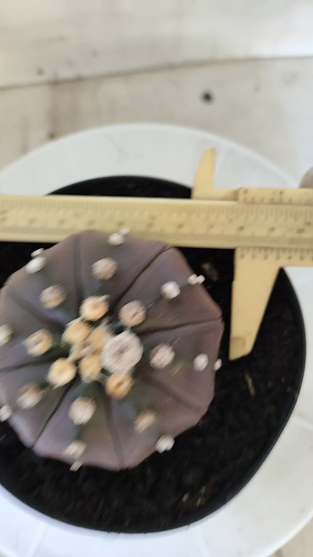 ASTROPHYTUM ASTERIAS "STAR SHAPE - PURPLE"   Nº 1147 – vaso 15