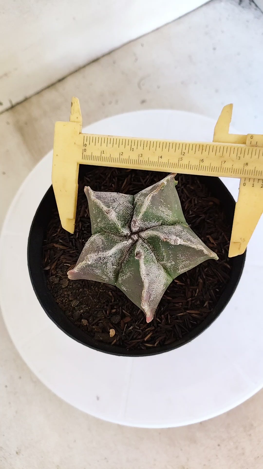 MATRIZ ASTROPHYTUM cv KIKKO  Nº 1151 – vaso 15