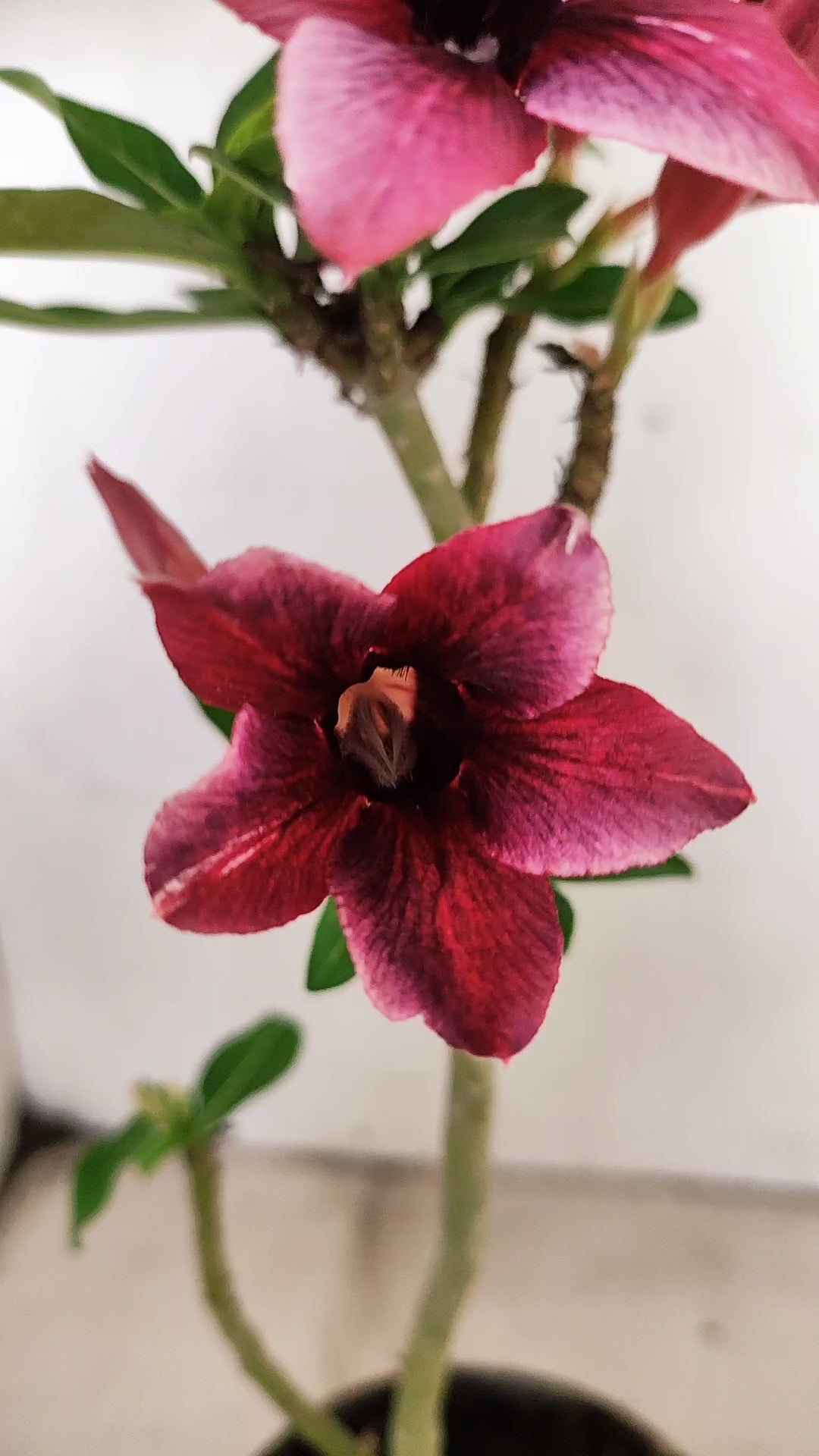 Planta Simples 3042 – 30cm – 02 anos