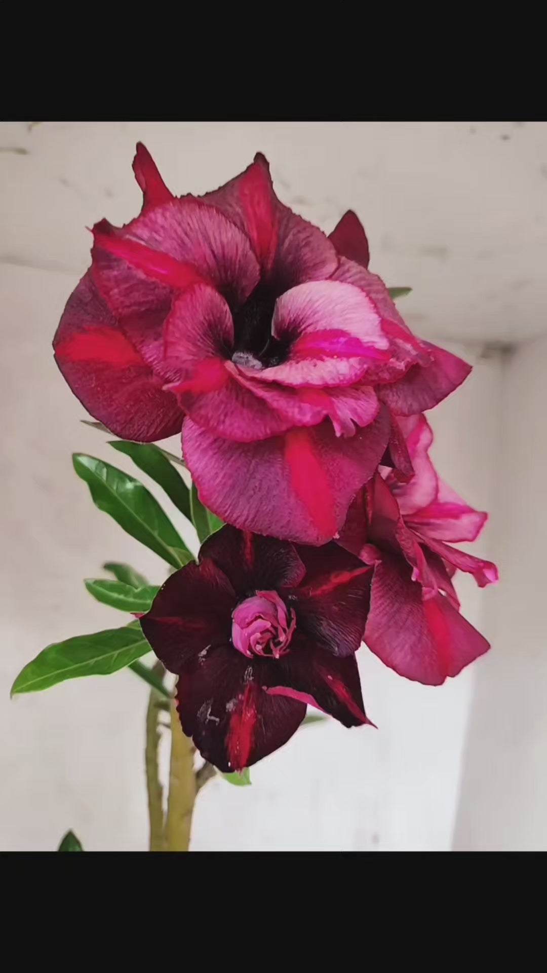 Planta Dobrada 3840 – 35cm – 03 anos