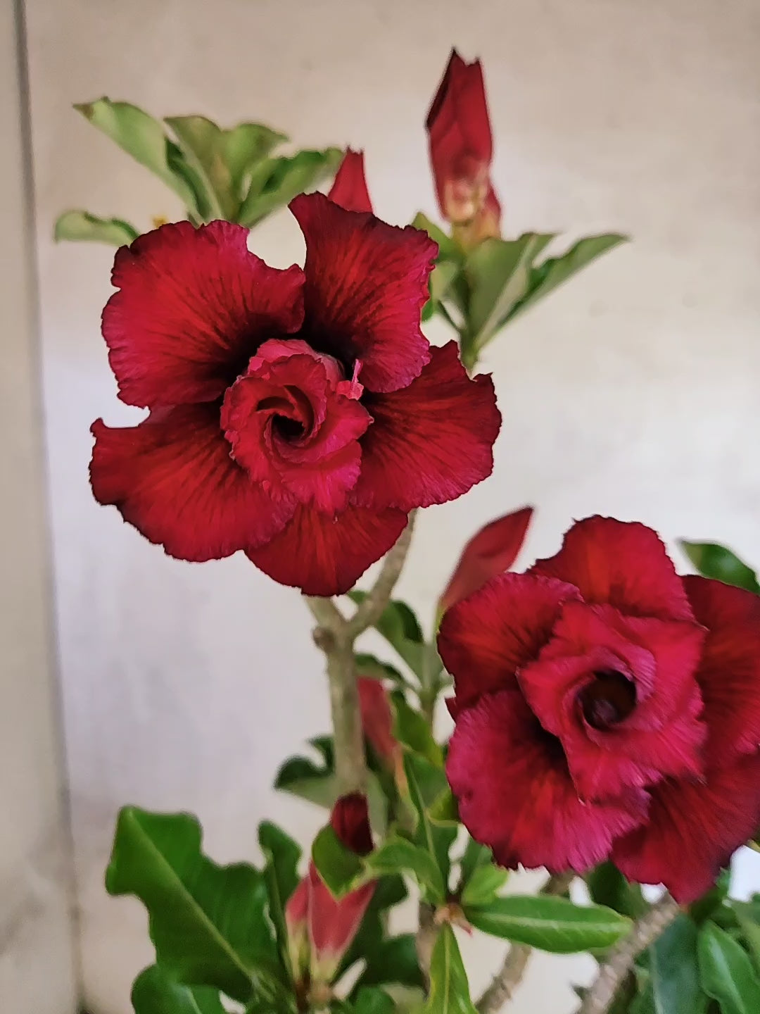 Planta Dobrada 3878 – 35cm – 03 anos