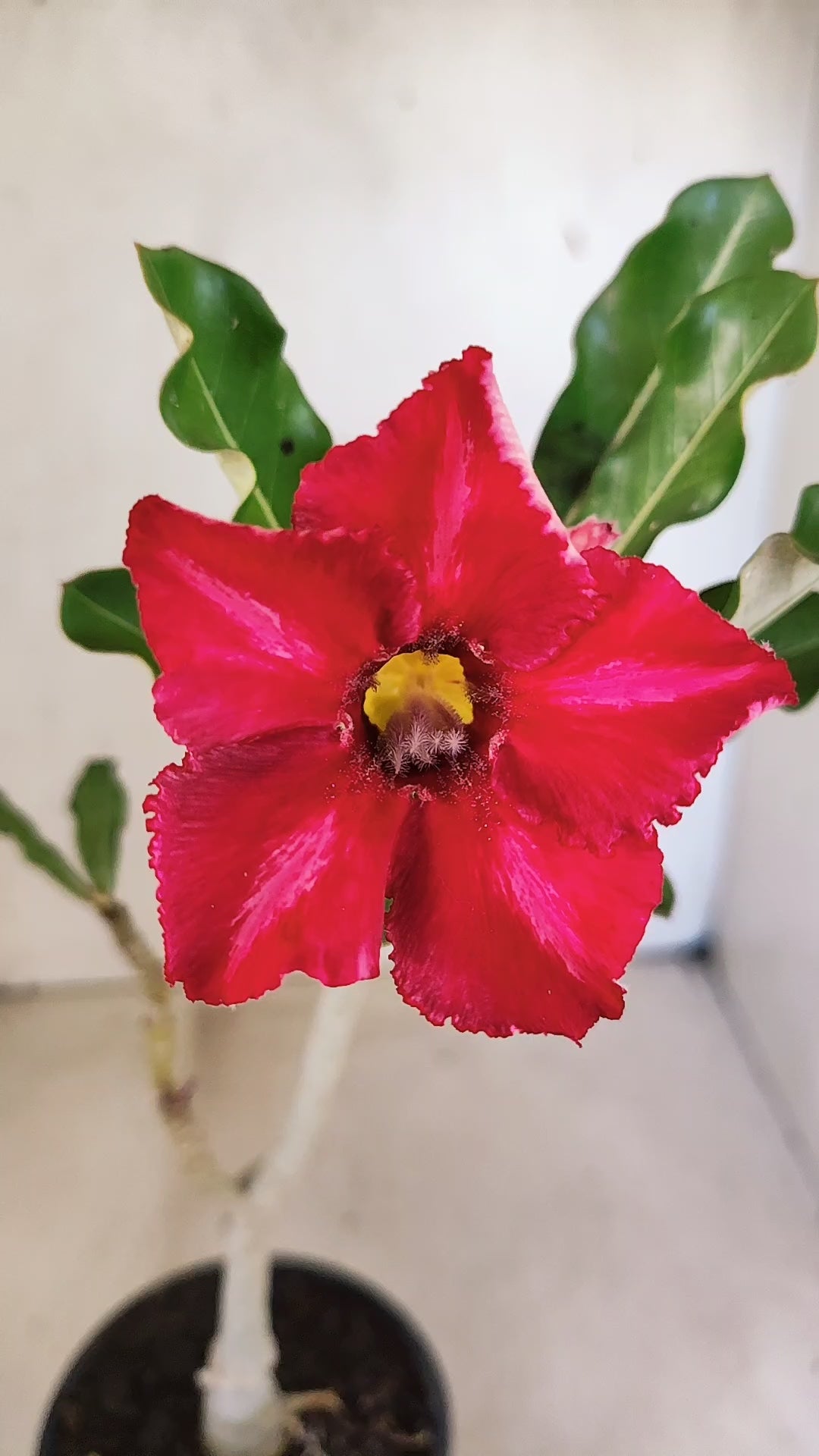 Planta Simples 3550 – 30cm – 02 anos