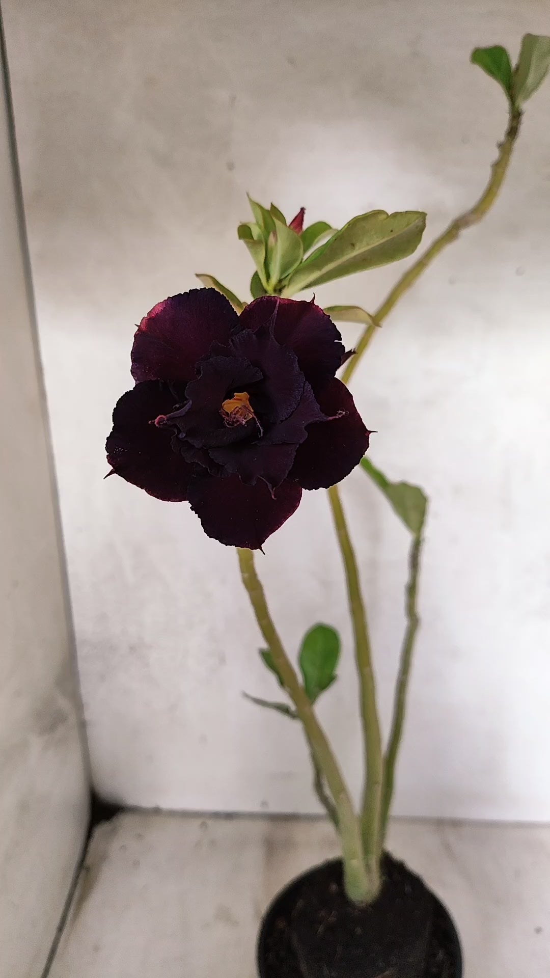 Planta Dobrada 3901 – 35cm – 03 anos