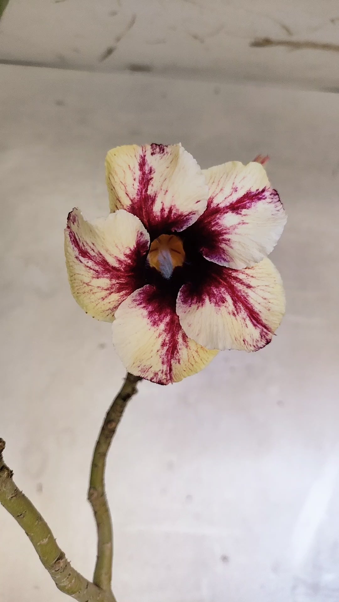 Planta Simples 3605 – 35cm – 03 anos