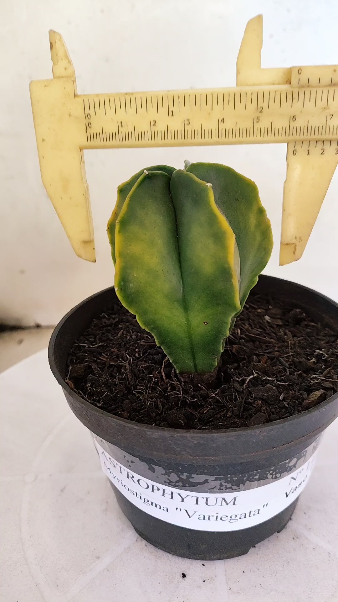ASTROPHYTUM MYRIOSTIGMA "Variegata" Nº 1140 – vaso 11