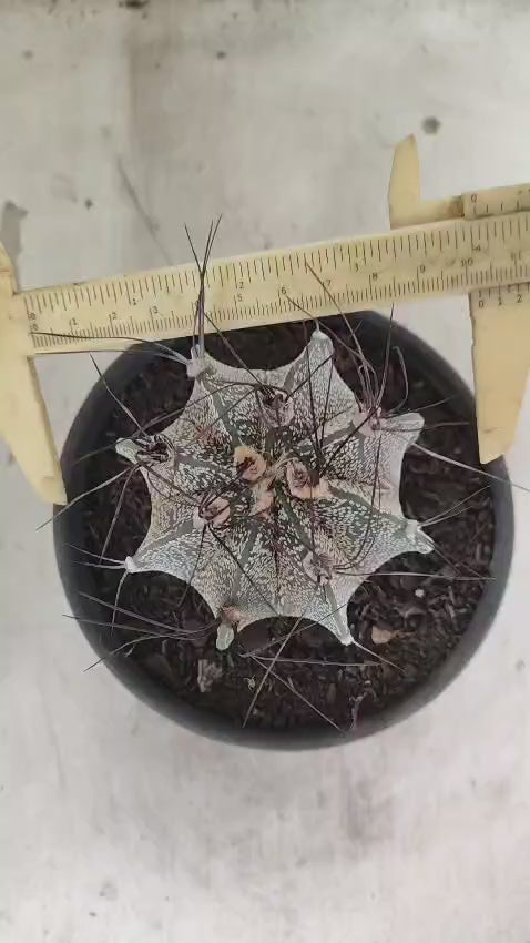 ASTROPHYTUM CAPRICÓRNIO Nº 612 – vaso 15