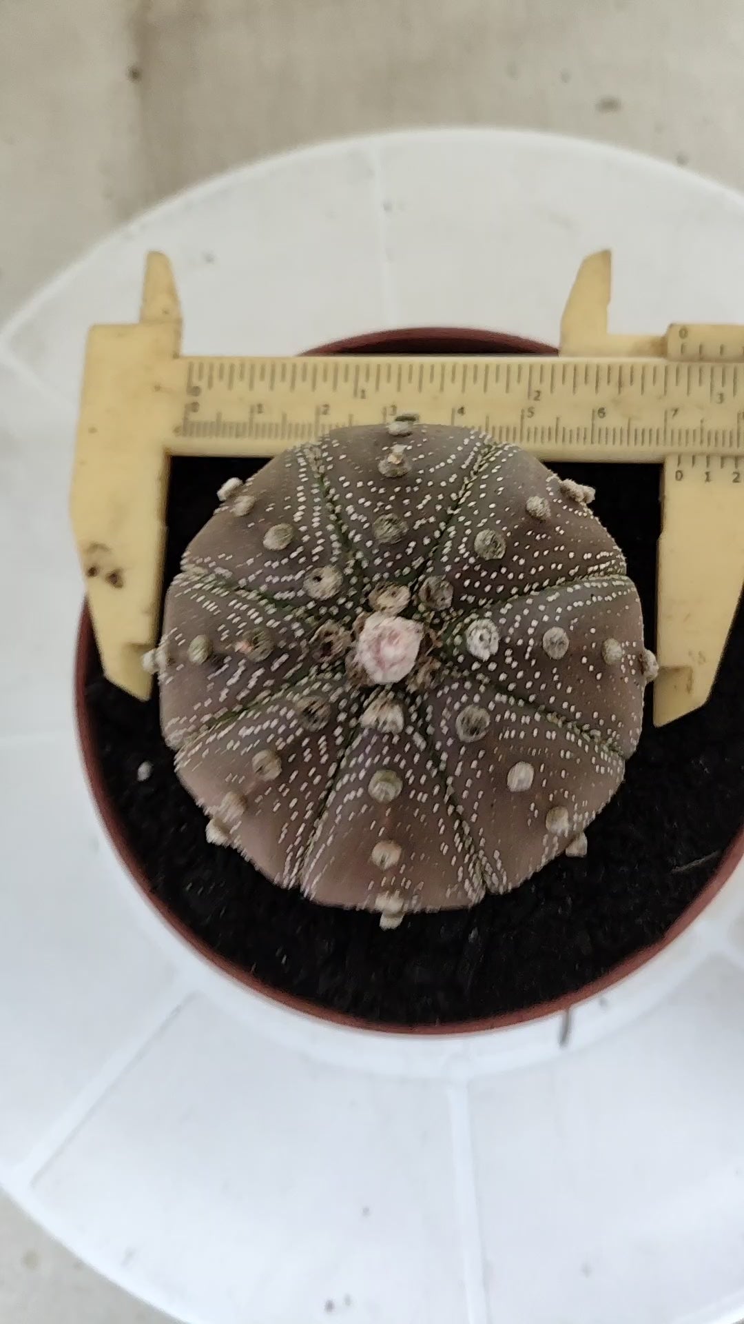 MATRIZ ASTROPHYTUM ASTÉRIAS "Purple" Nº 1264 – vaso 11
