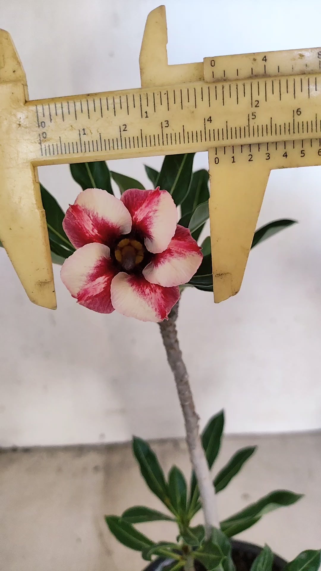 Planta Simples 3548 – 30cm – 02 anos