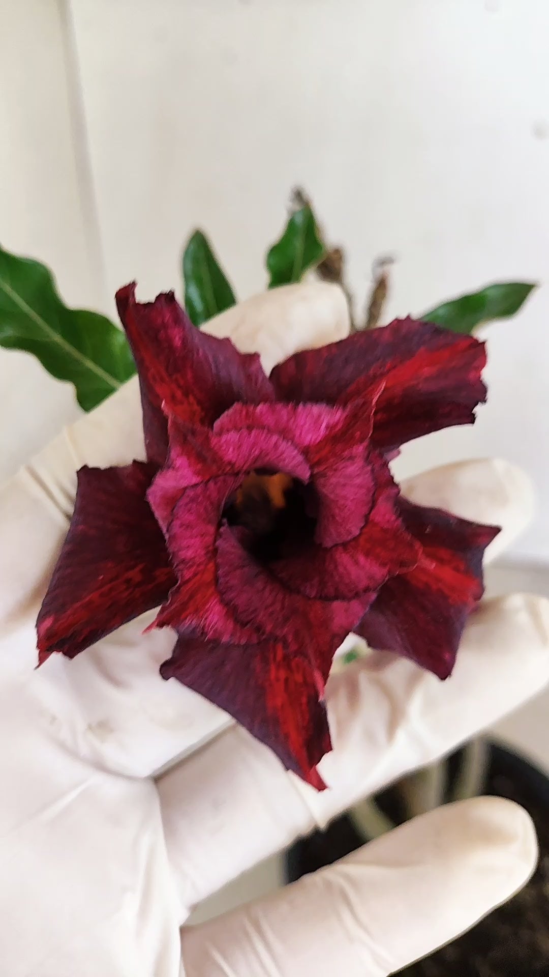 Planta Dobrada 3958 – 30cm – 02 anos