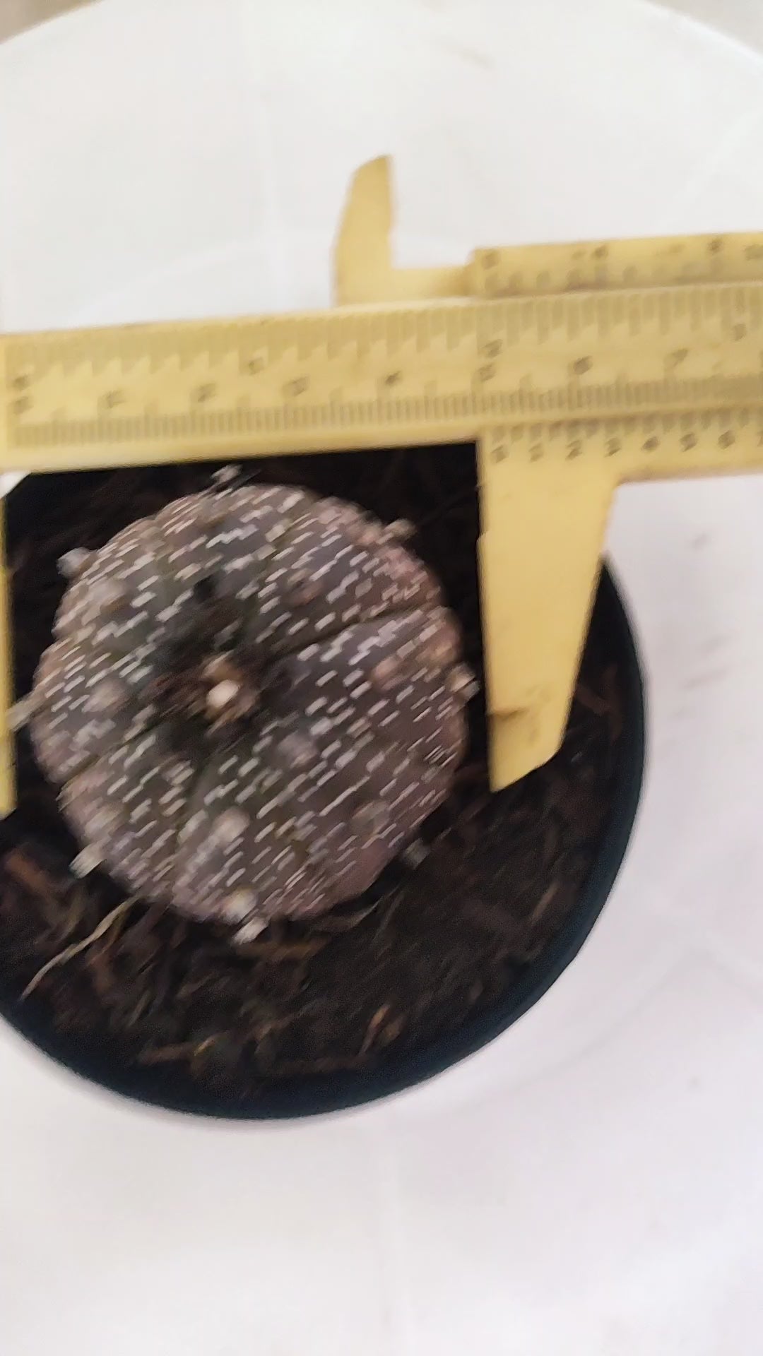 ASTROPHYTUM ASTERIAS “Purple”  Nº 1193 – vaso 09