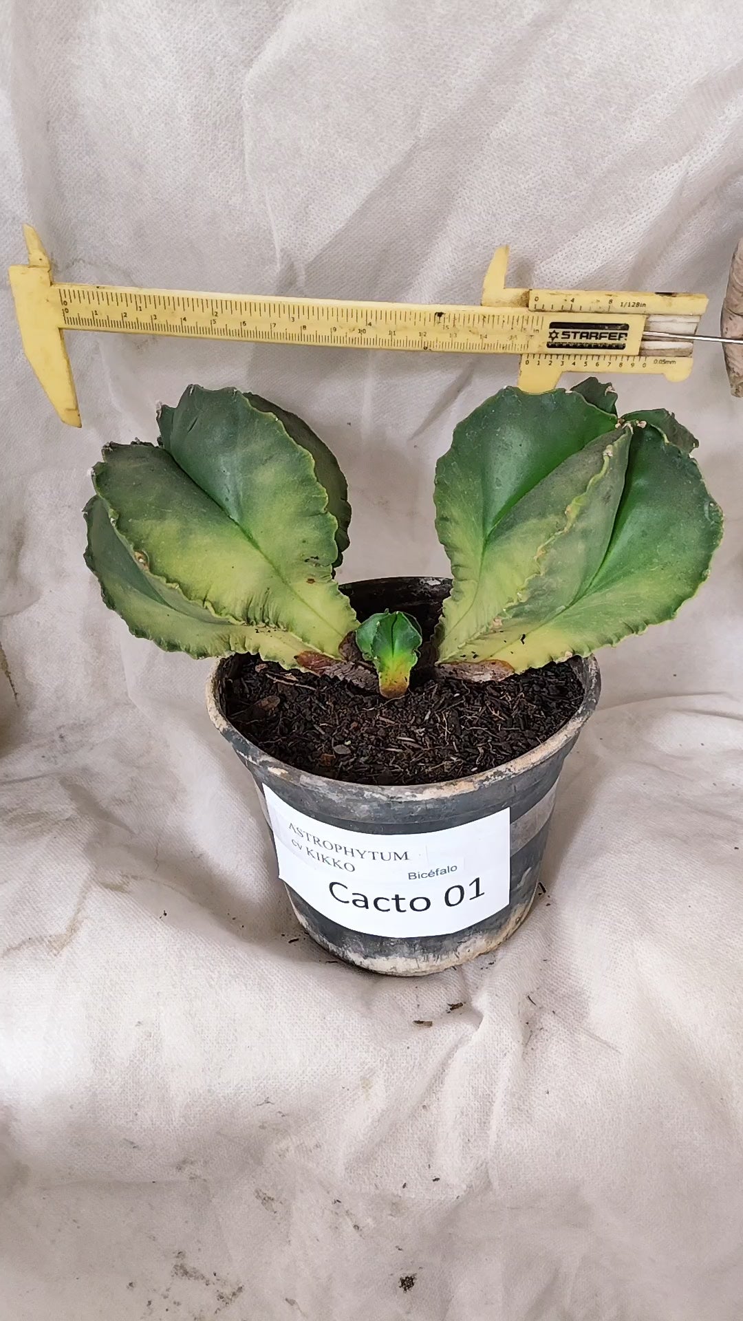 MATRIZ ASTROPHYTUM cv KIKKO "Bicefalo"  Nº 01 – vaso 15