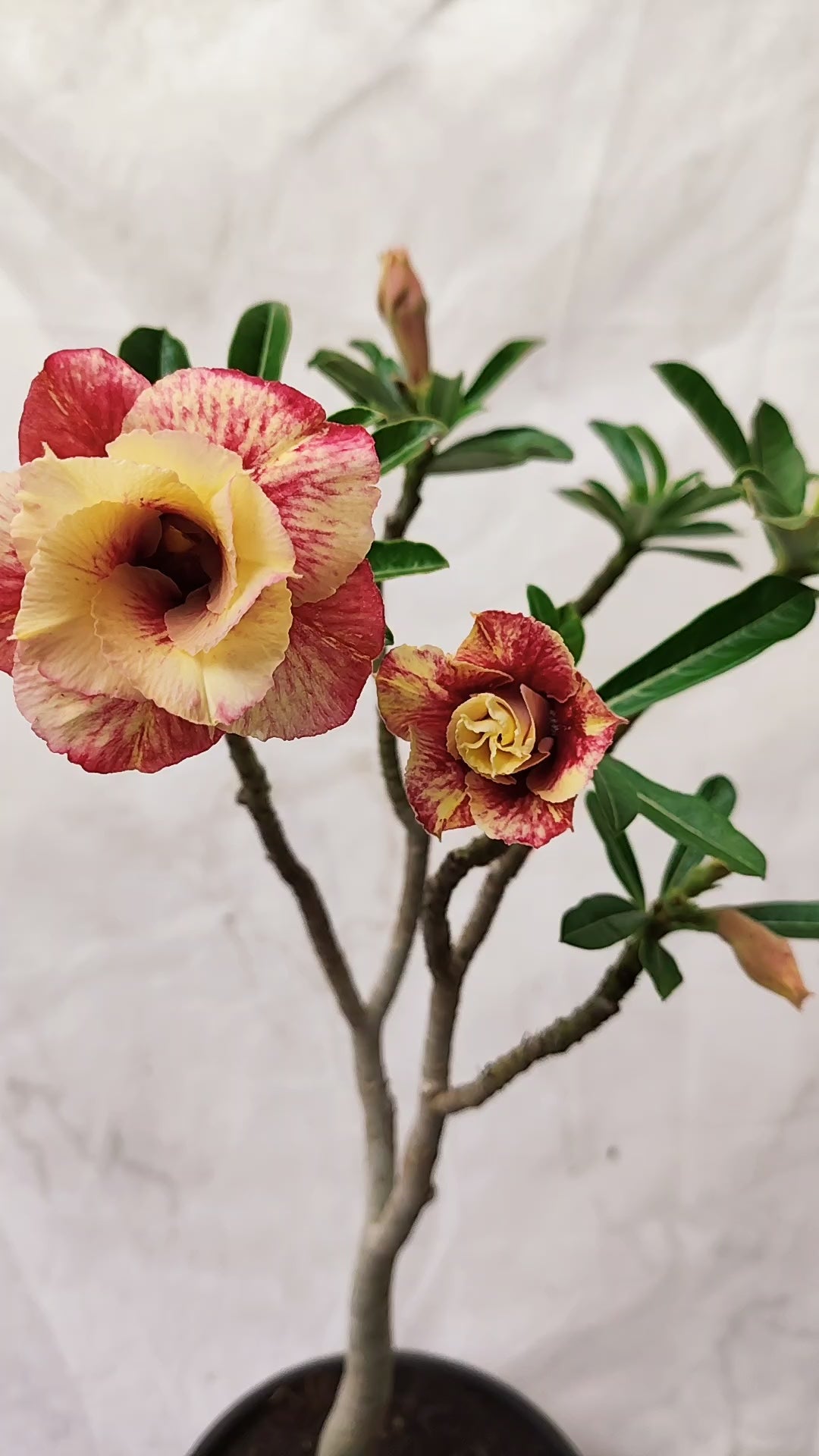 MATRIZ Planta Dobrada 155 – 45cm – 03 anos - Vaso 20