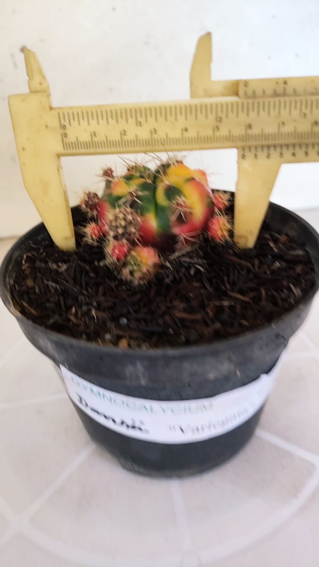 GYMNOCALYCIUM DAMSII Variegata Nº 620 – vaso 11