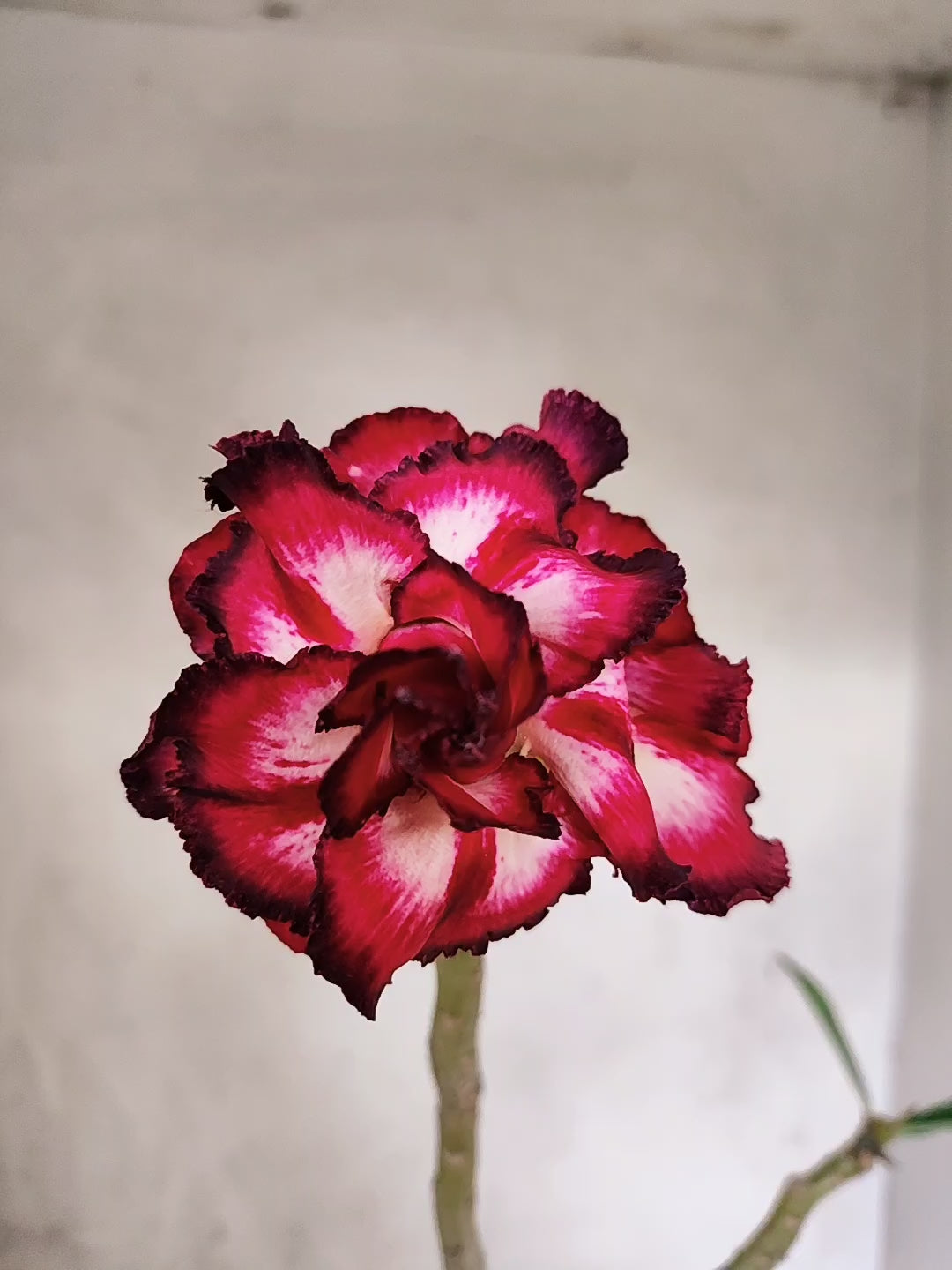 Planta Dobrada 3854 – 35cm – 03 anos