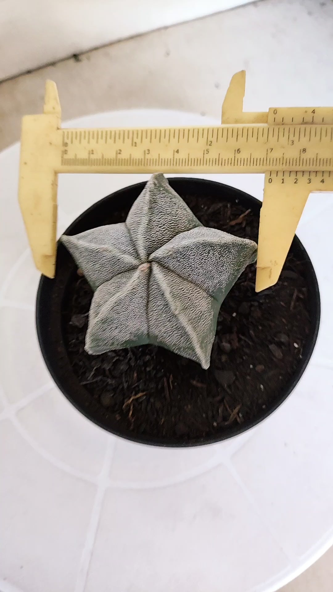 ASTROPHYTUM MYRIOSTIGMA Nº 1237 – vaso 11