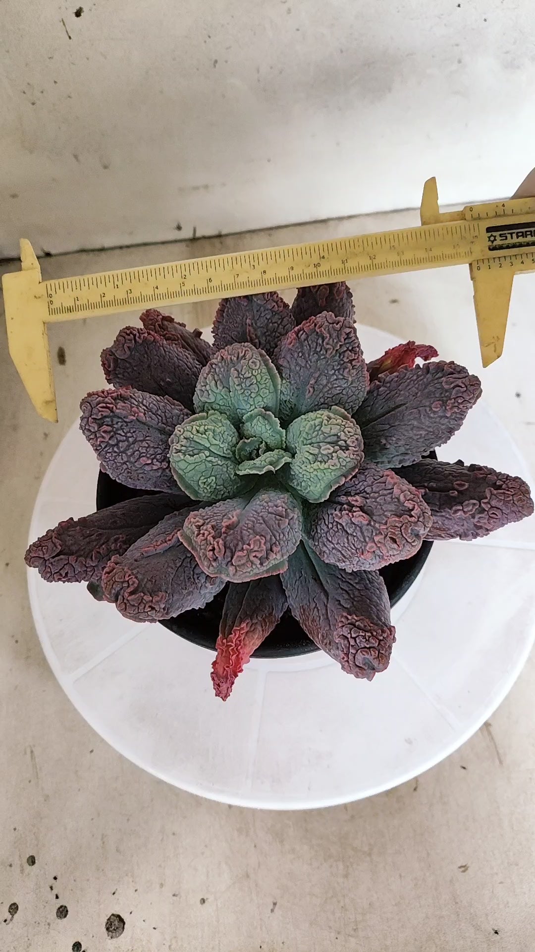 Suculenta Echeveria 'LINGUAS' N° 41 - Vaso 15