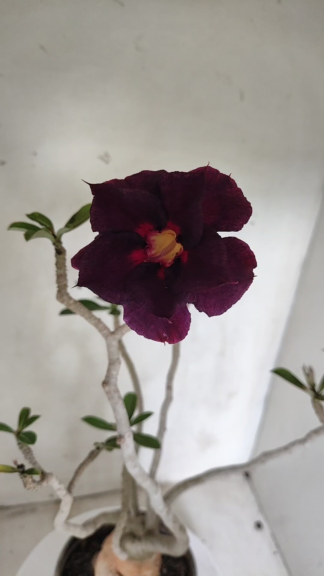 Planta Dobrada 4078 –  40cm – 03 anos - Vaso 15