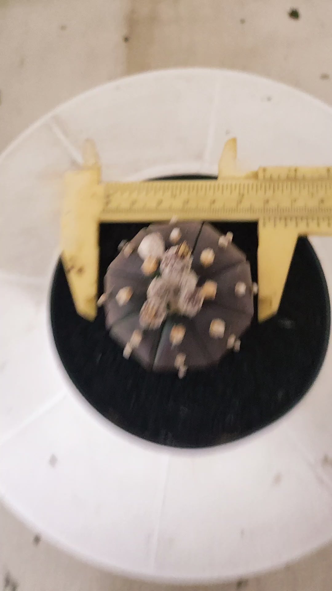 ASTROPHYTUM ASTERIAS “Purple”  Nº 1419 – vaso 11