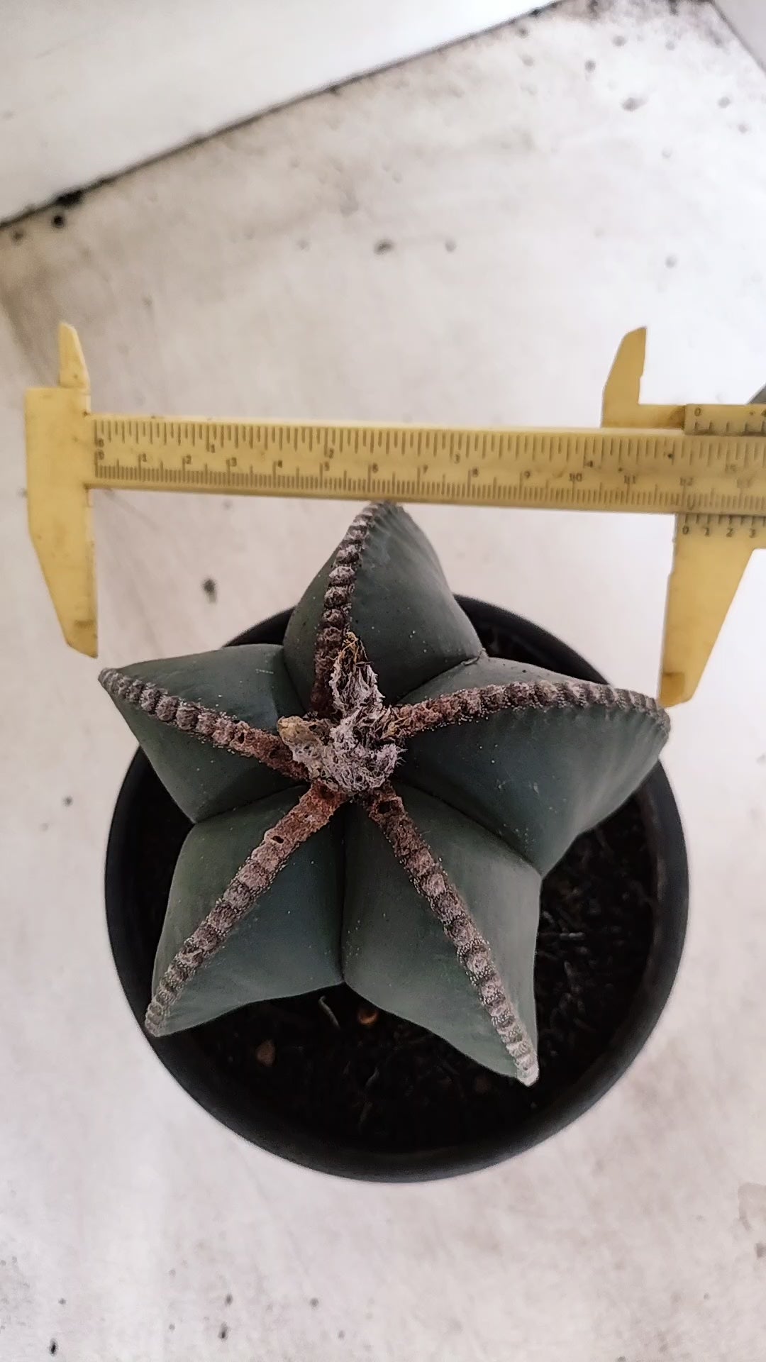 MATRIZ ASTROPHYTUM MYRIOSTIGMA "NUDUM" Nº 70 – vaso 15