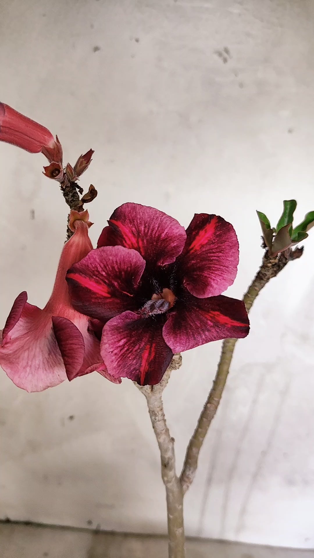 Planta Simples 3597 – 30cm – 02 anos