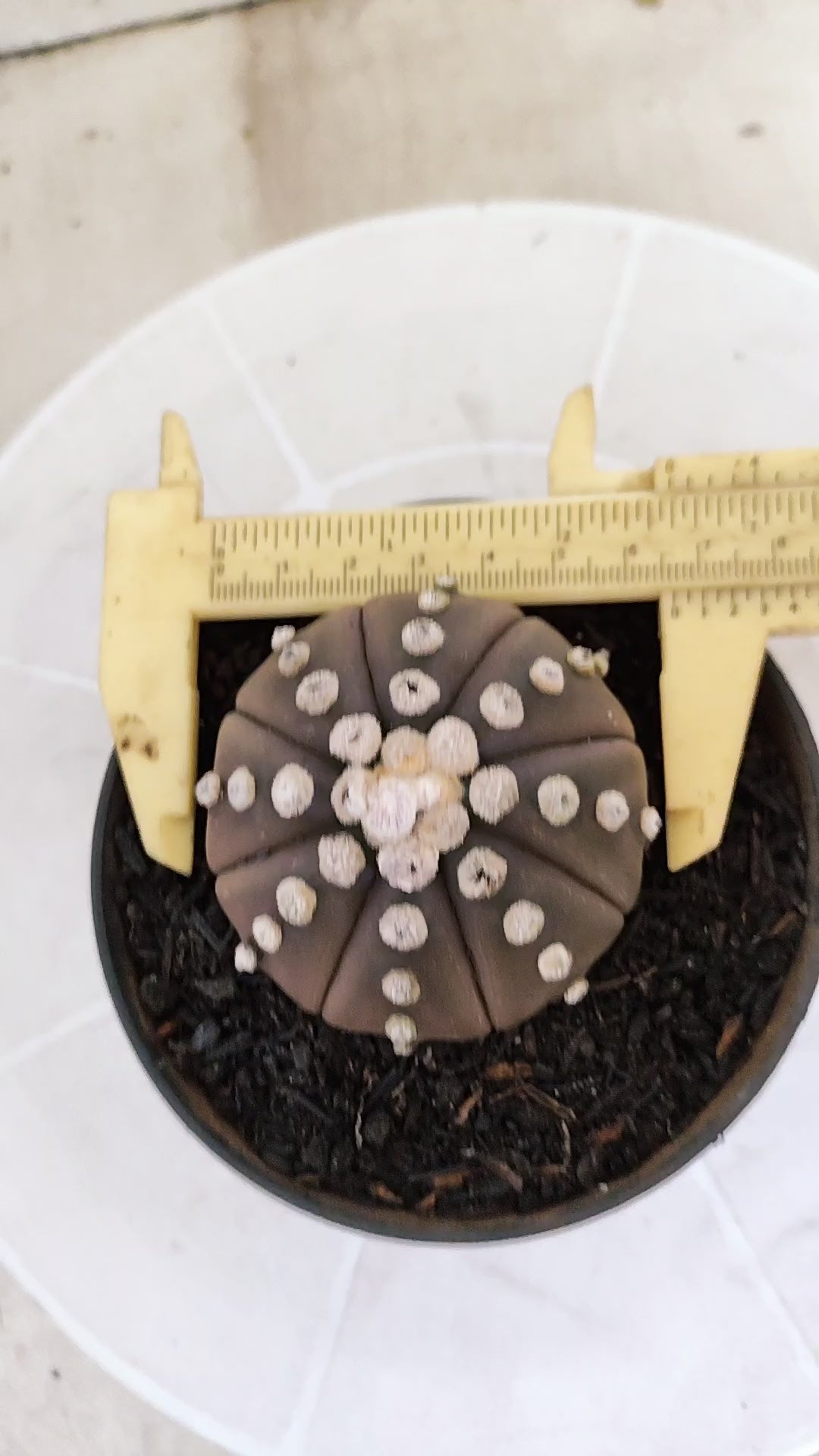 ASTROPHYTUM ASTERIAS "Purple"  Nº 1412 – vaso 11
