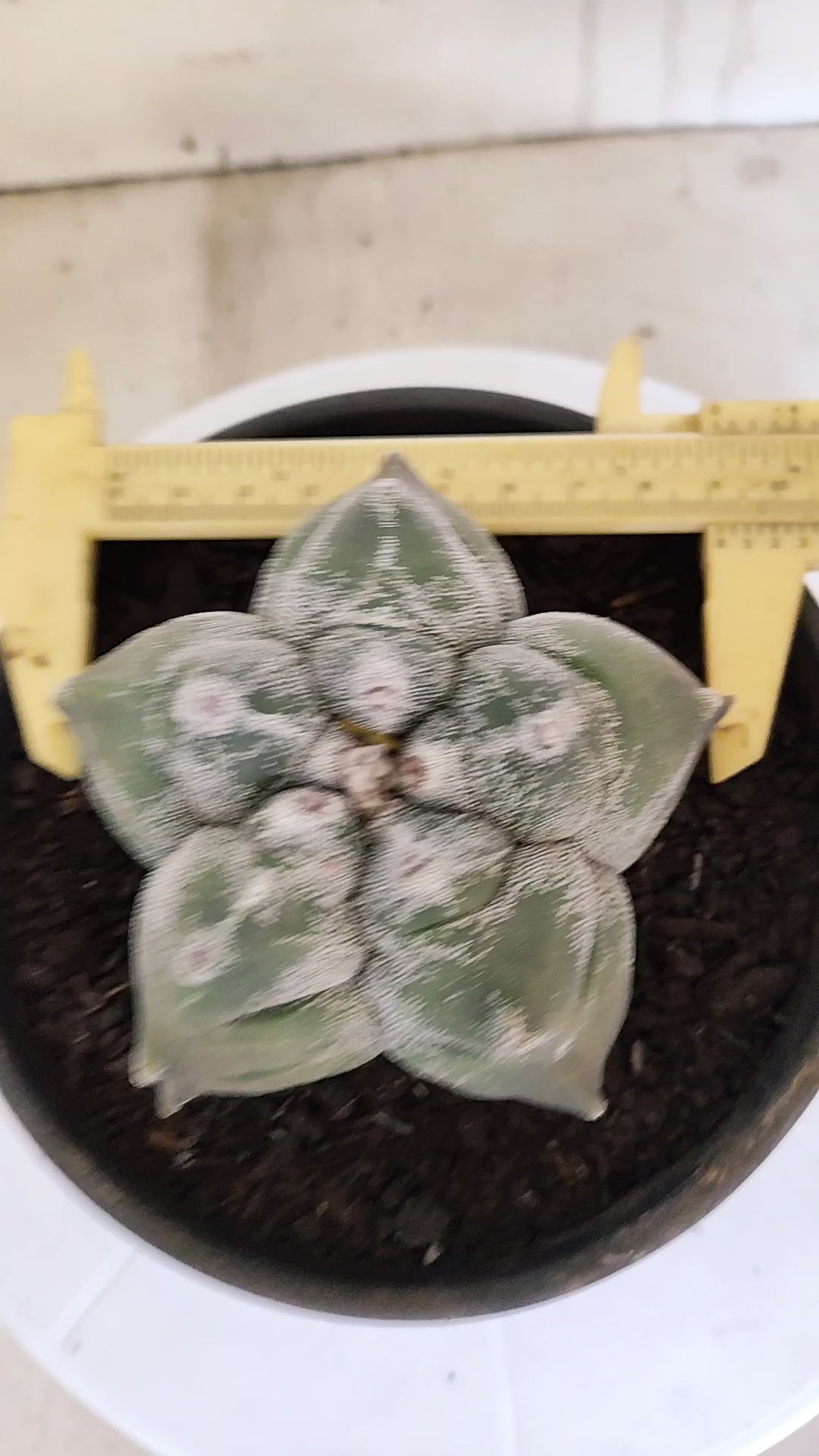 MATRIZ ASTROPHYTUM cv KIKKO   Nº 1075 – vaso 15