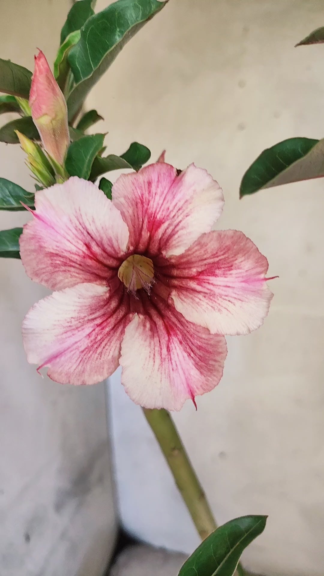 Planta Simples 3508 – 35cm – 03 anos