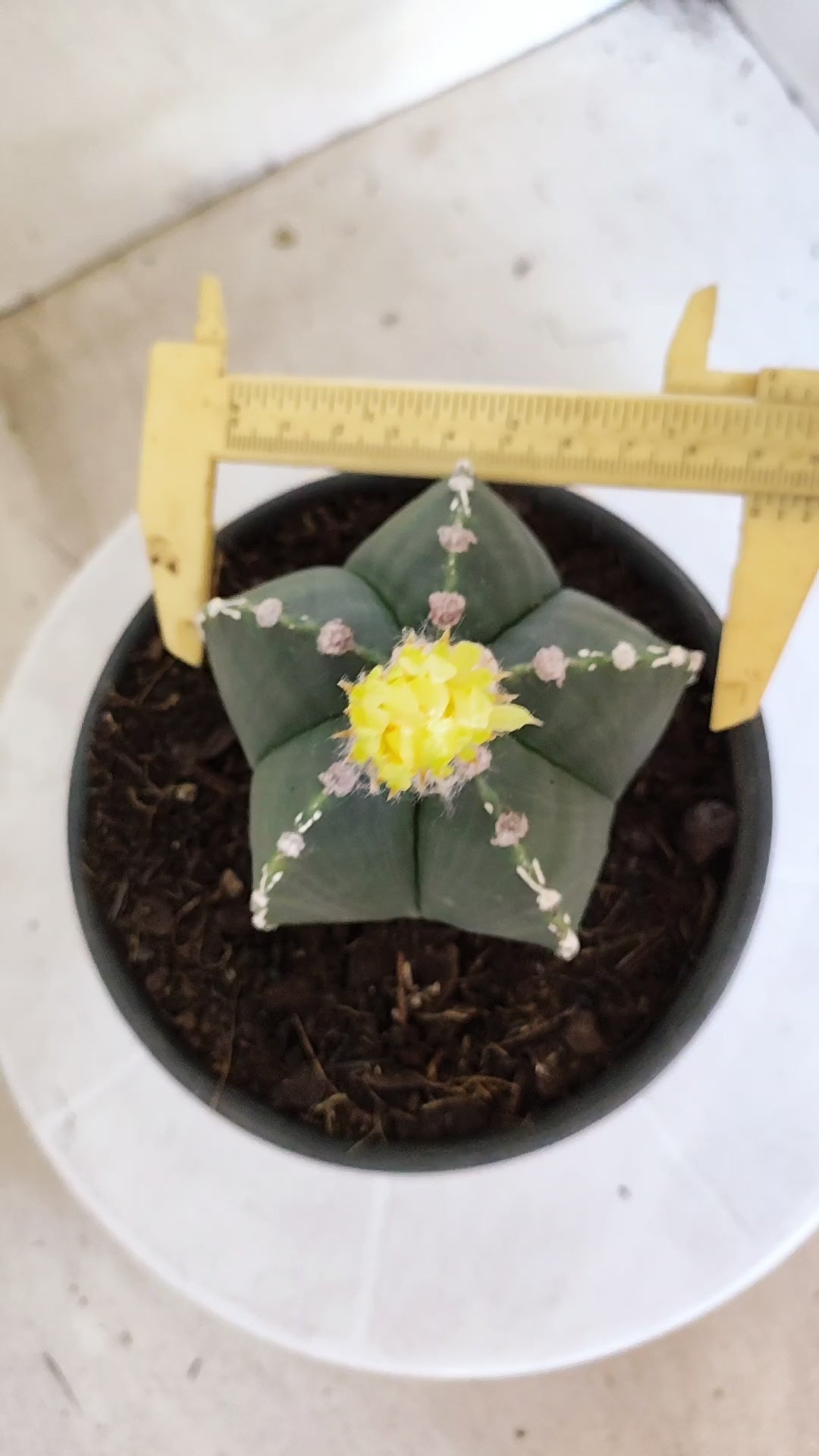 ASTROPHYTUM MYRIOSTIGMA "HAKKUN" Nº 1060 – vaso 15