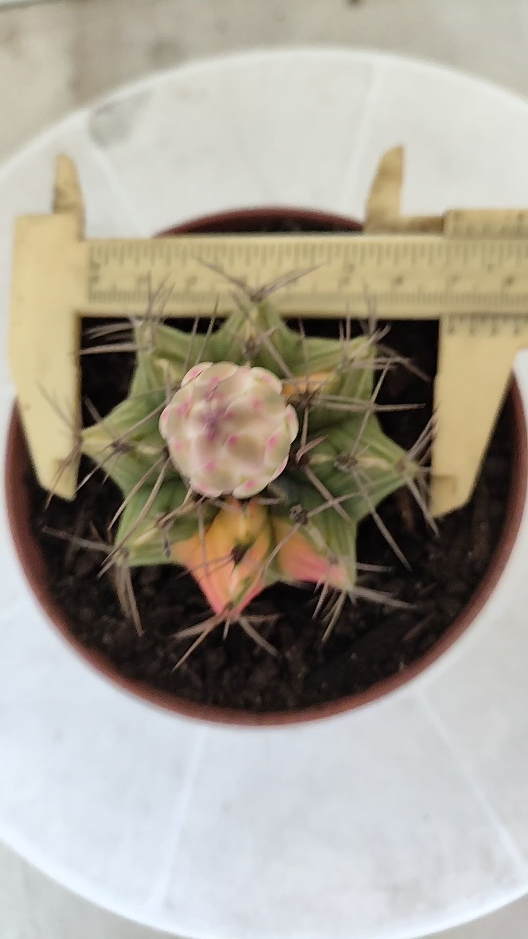 GYMNOCALYCIUM Mihanovichii Variegata Nº 1863 – vaso 11
