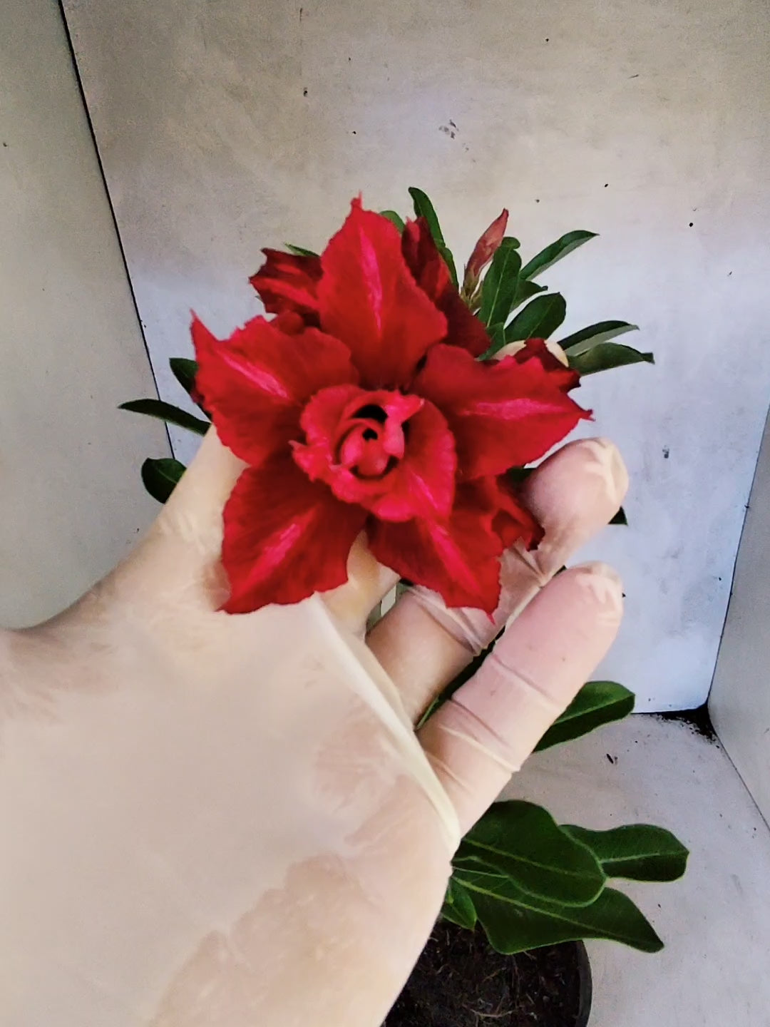 Planta Dobrada 3862 – 30cm – 02 anos