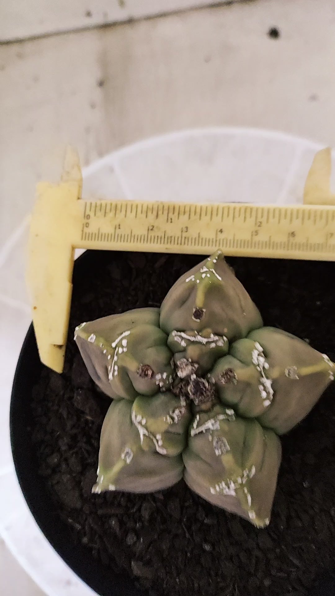 ASTROPHYTUM cv KIKKO "HAKKUN" Nº 1780 – vaso 15