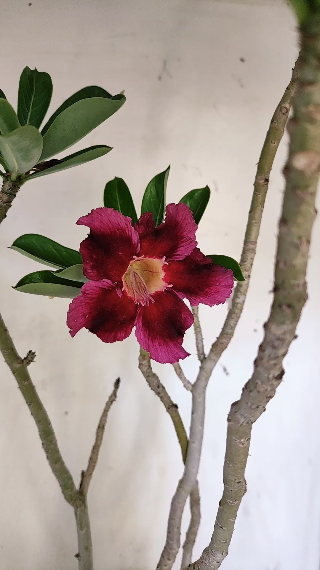 Planta Simples 3652 – 50cm – 04 anos - vaso 20